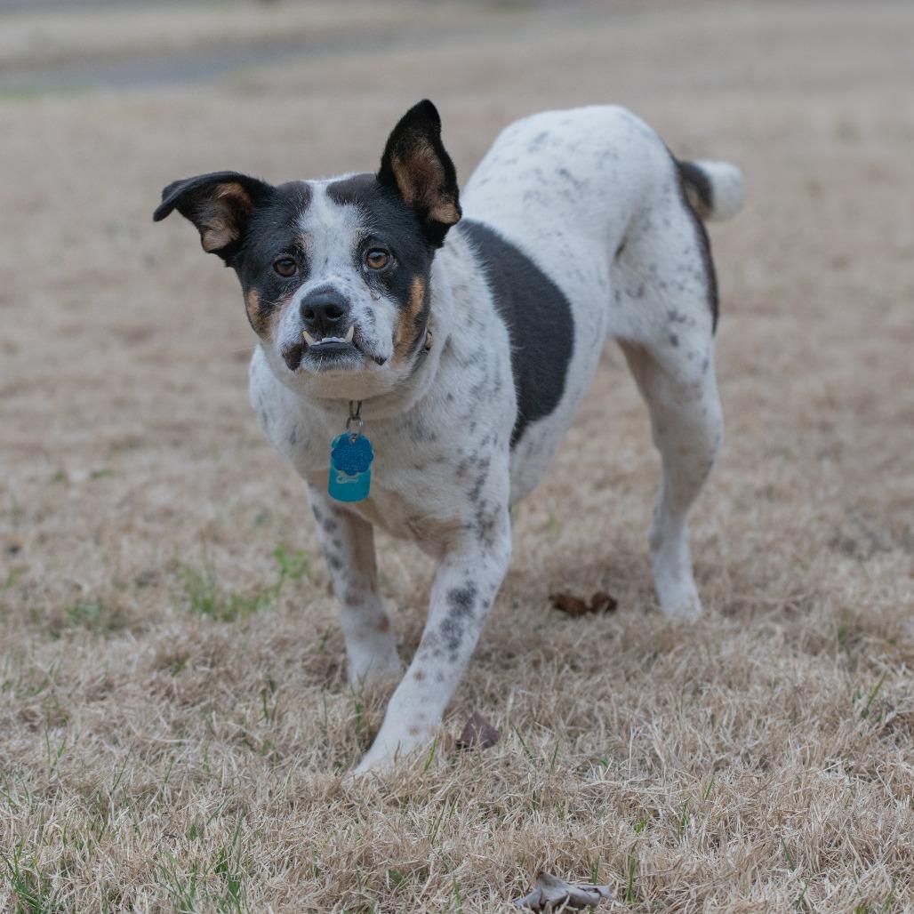 Enlarge Lilo (Formerly Wish), a Adoptable Mixed Breed in Bartlett, TN image 1/6