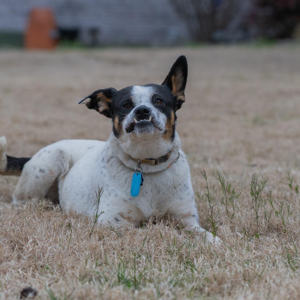 Lilo (Formerly Wish), Adoptable, Adult Female Mixed Breed.