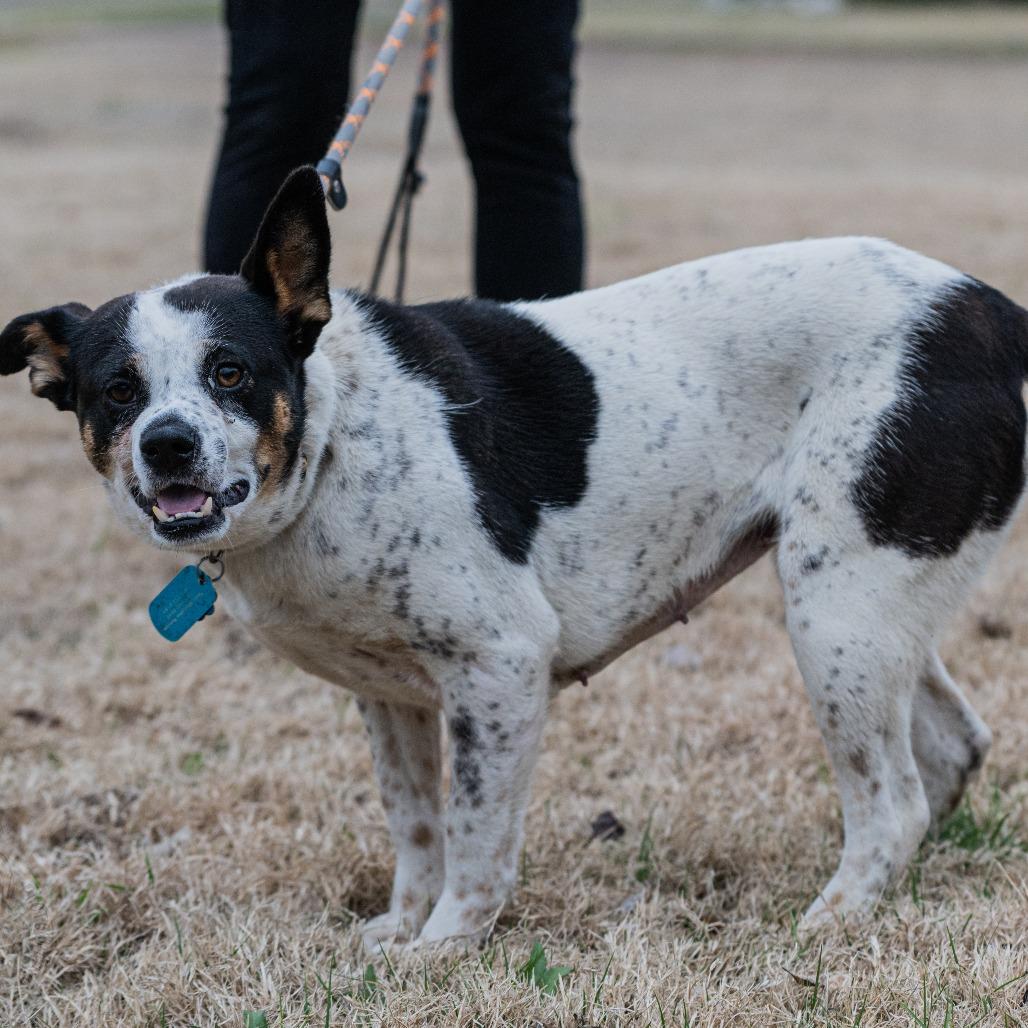 Lilo (Formerly Wish), Adoptable, Adult Female Mixed Breed.