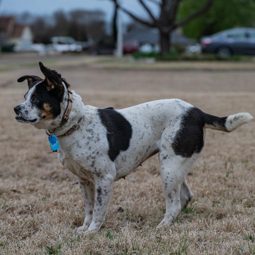 Enlarge Lilo (Formerly Wish), a Adoptable Mixed Breed in Bartlett, TN image 4/6