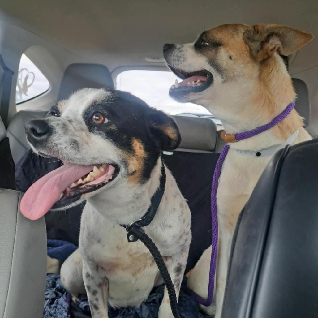 Enlarge Lilo (Formerly Wish), a Adoptable Mixed Breed in Bartlett, TN image 6/6