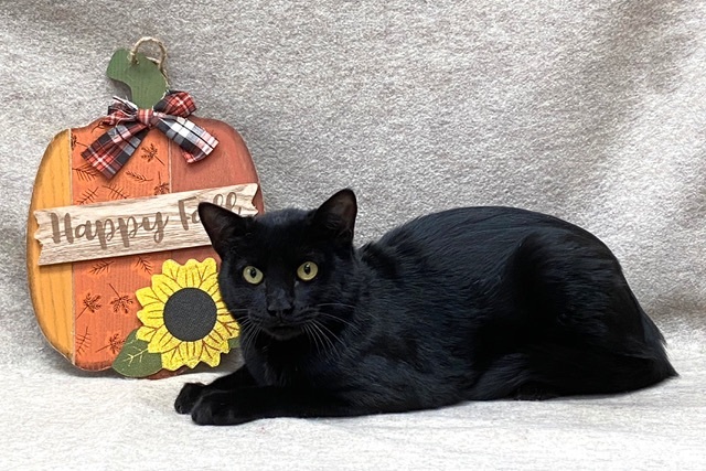 Anakin, a Adoptable Domestic Short Hair in Kerrville, TX image 1/2