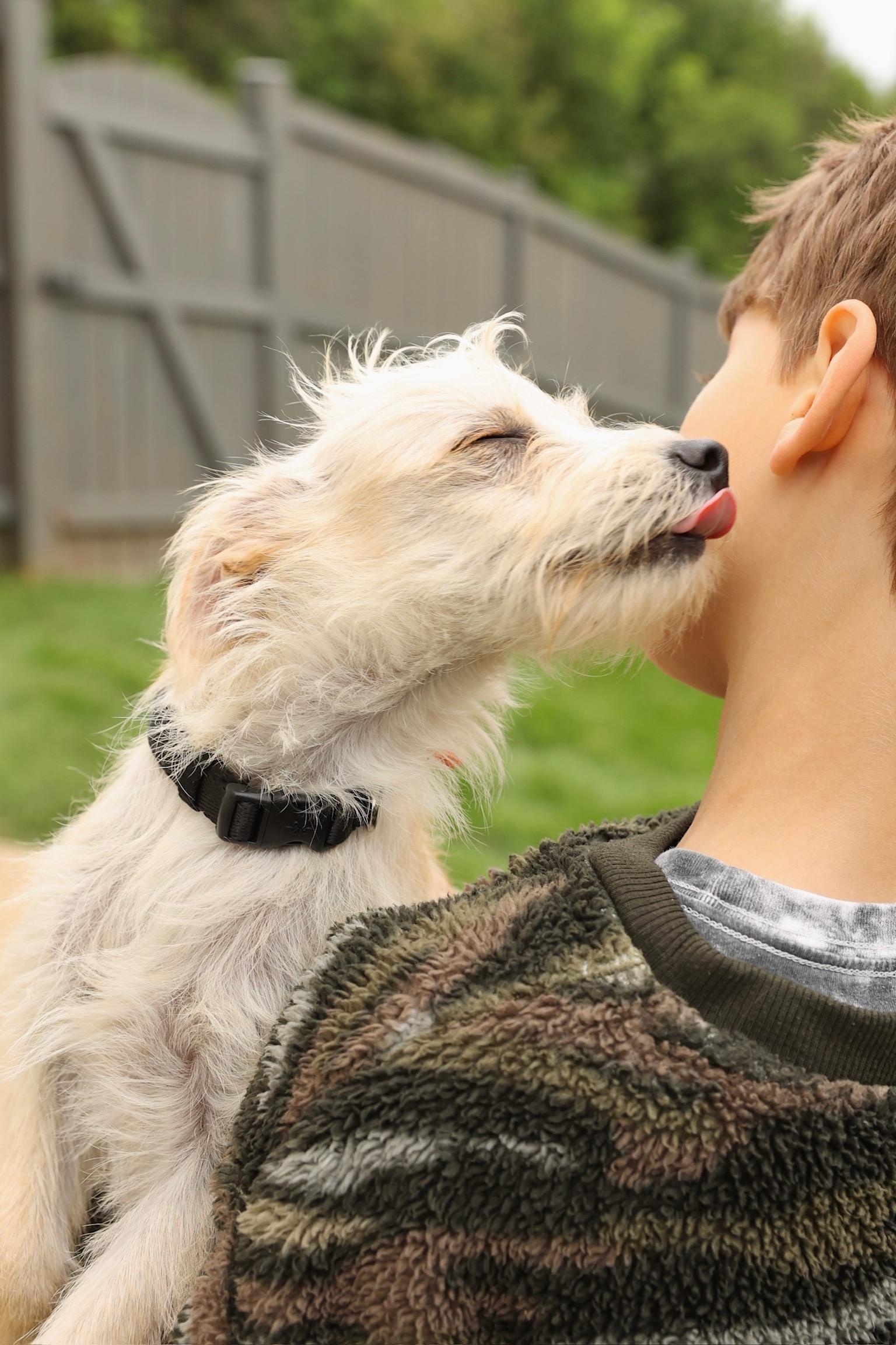 Tofu, adopted, Puppy Male Yorkshire Terrier & Mixed Breed.