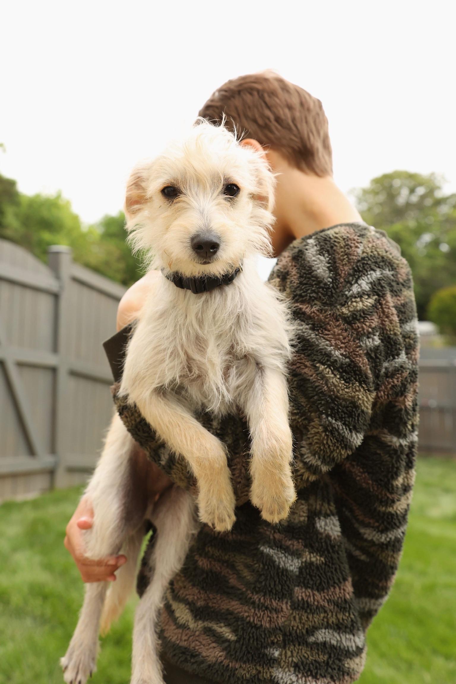 Enlarge Tofu, an adopted mixed breed in Severn, MD image 3/6