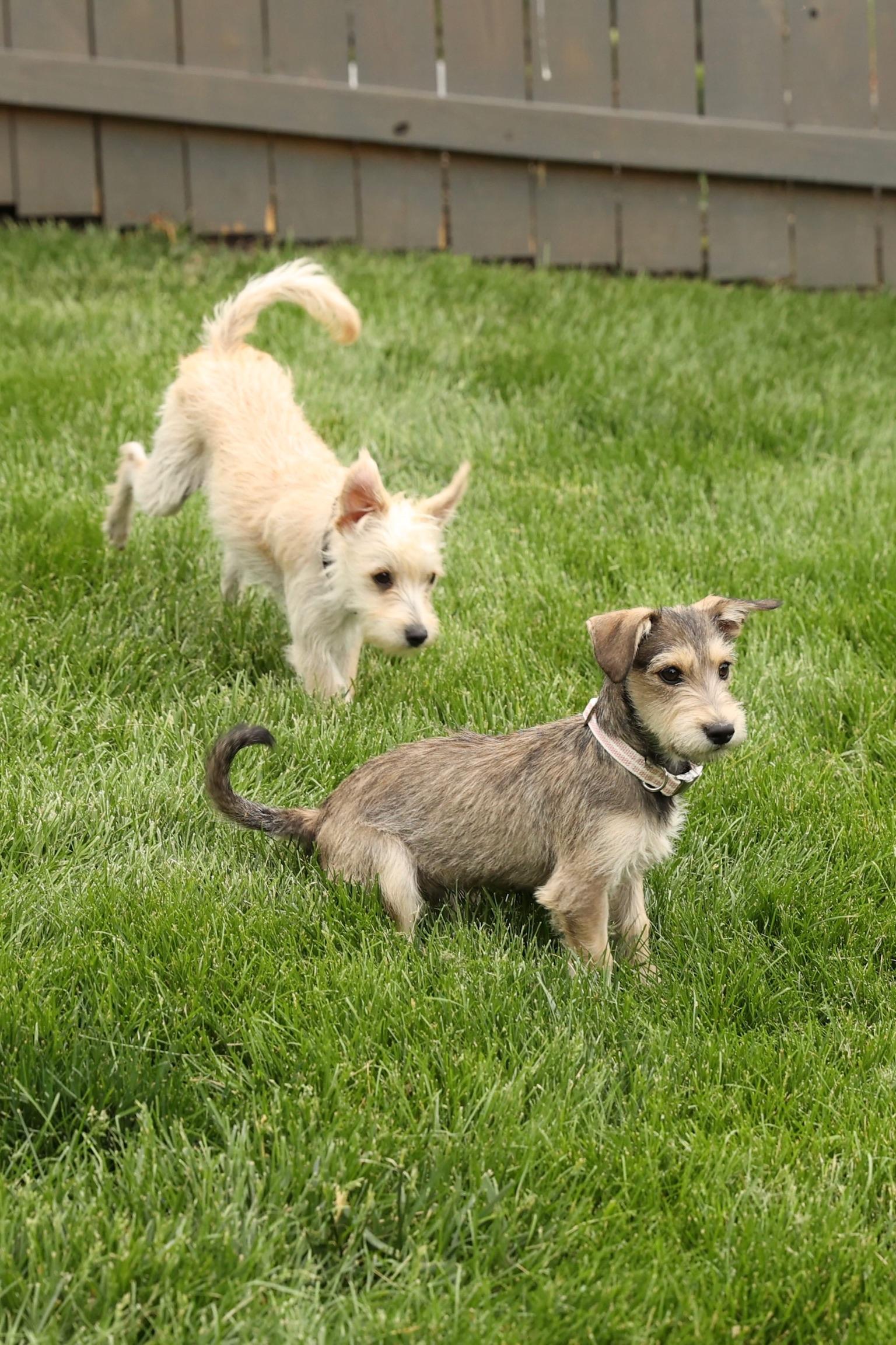 Enlarge Tofu, an adopted mixed breed in Severn, MD image 5/6