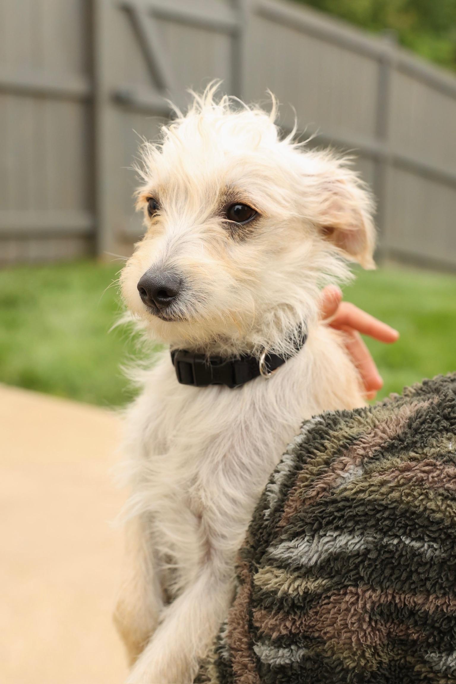 Enlarge Tofu, an adopted mixed breed in Severn, MD image 2/6