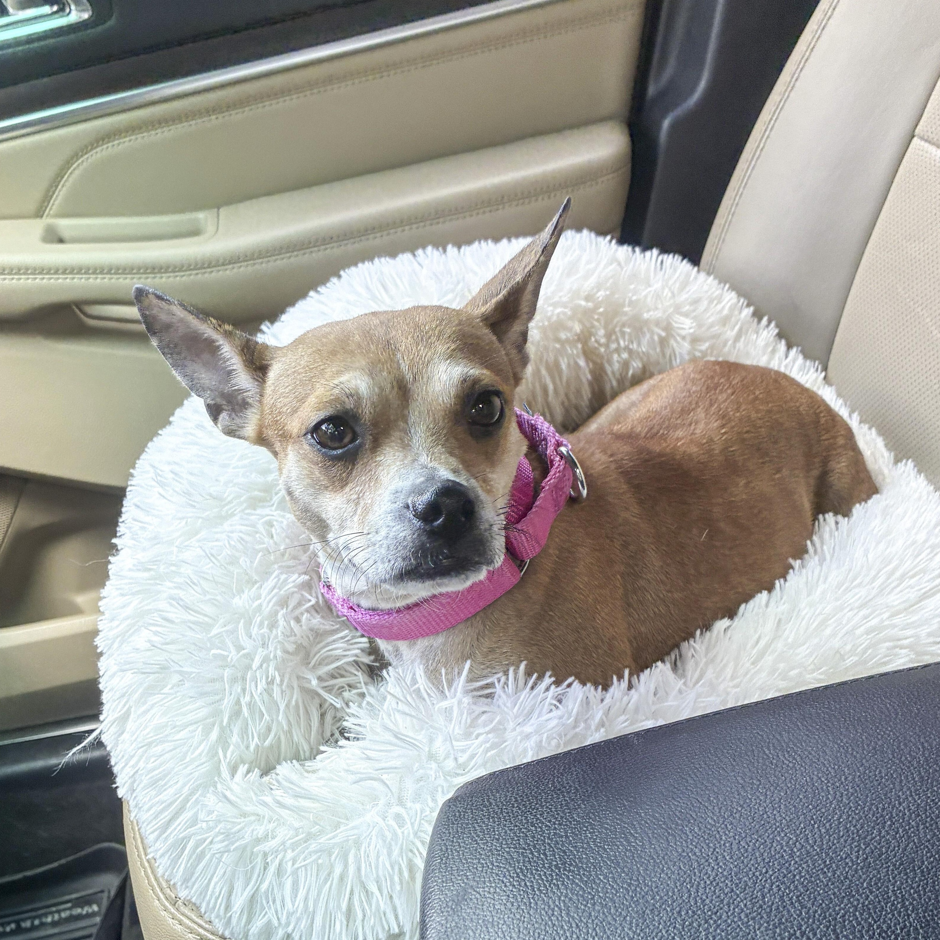 Enlarge Lana, a Adoptable mixed breed in Brentwood, TN image 2/6