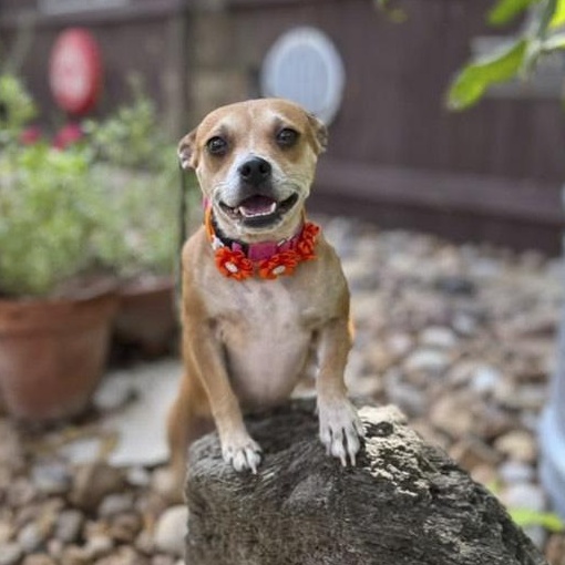 Enlarge Lana, a Adoptable mixed breed in Brentwood, TN image 6/6