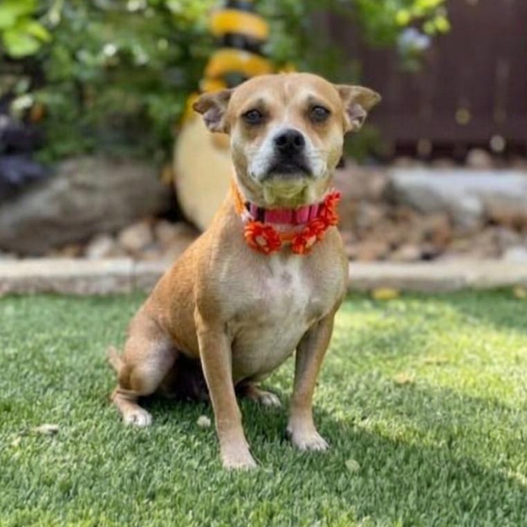 Enlarge Lana, a Adoptable mixed breed in Brentwood, TN image 4/6