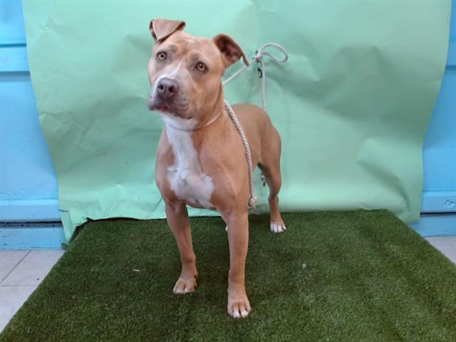 Enlarge TAKI, a Adoptable Pit Bull Terrier in Baldwin Park, CA image 1/1