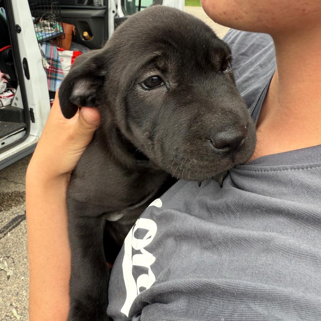 Trixie, Adoptable, Young Female Shar-Pei.