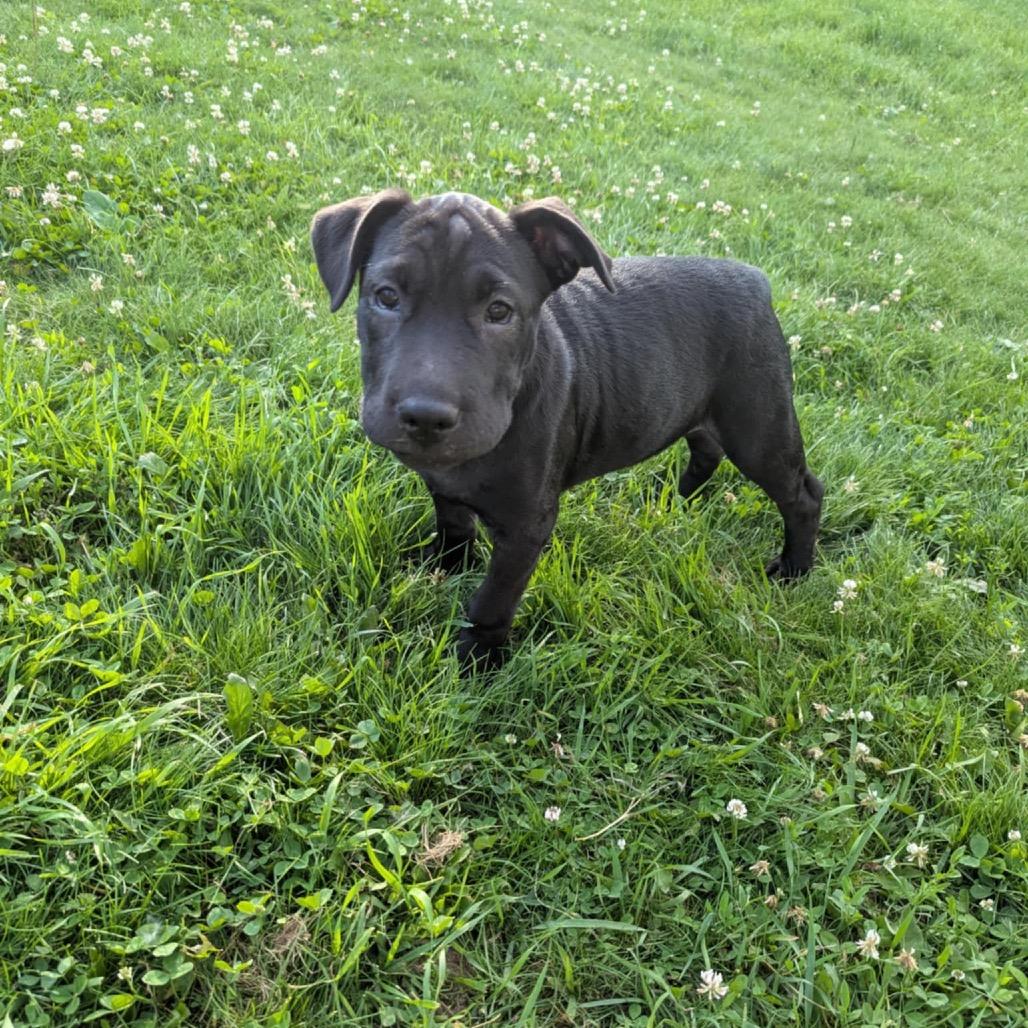 Trixie, Adoptable, Young Female Shar-Pei.