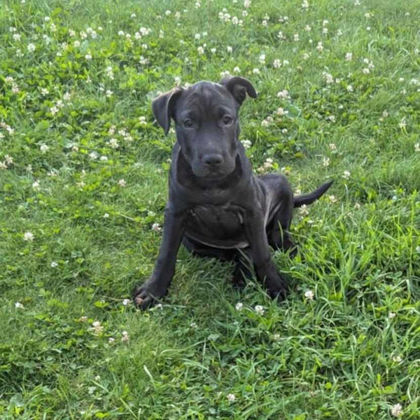 Trixie, a Adoptable mixed breed in Stevens Point, WI image 4/6