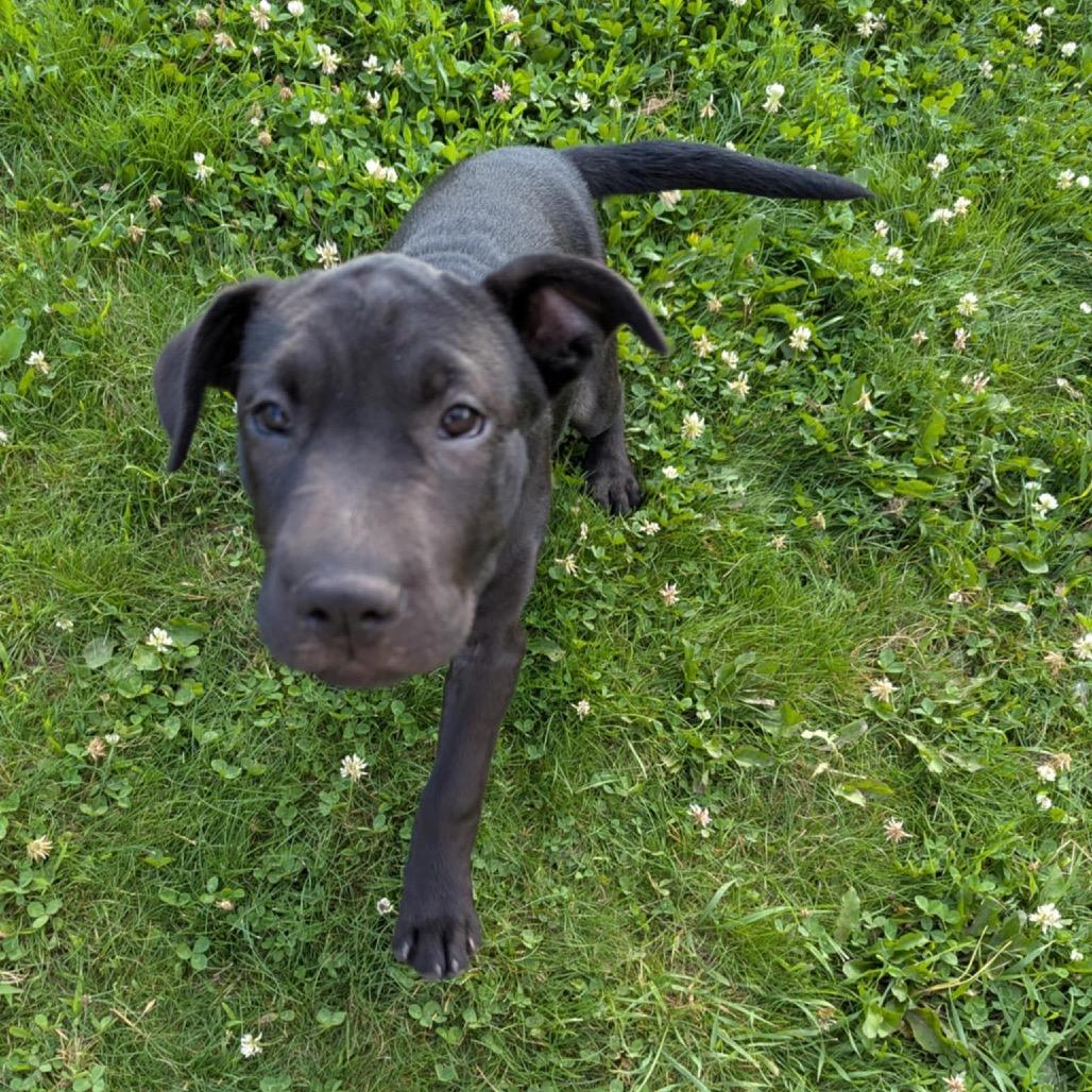 Enlarge Trixie, a Adoptable mixed breed in Stevens Point, WI image 3/6