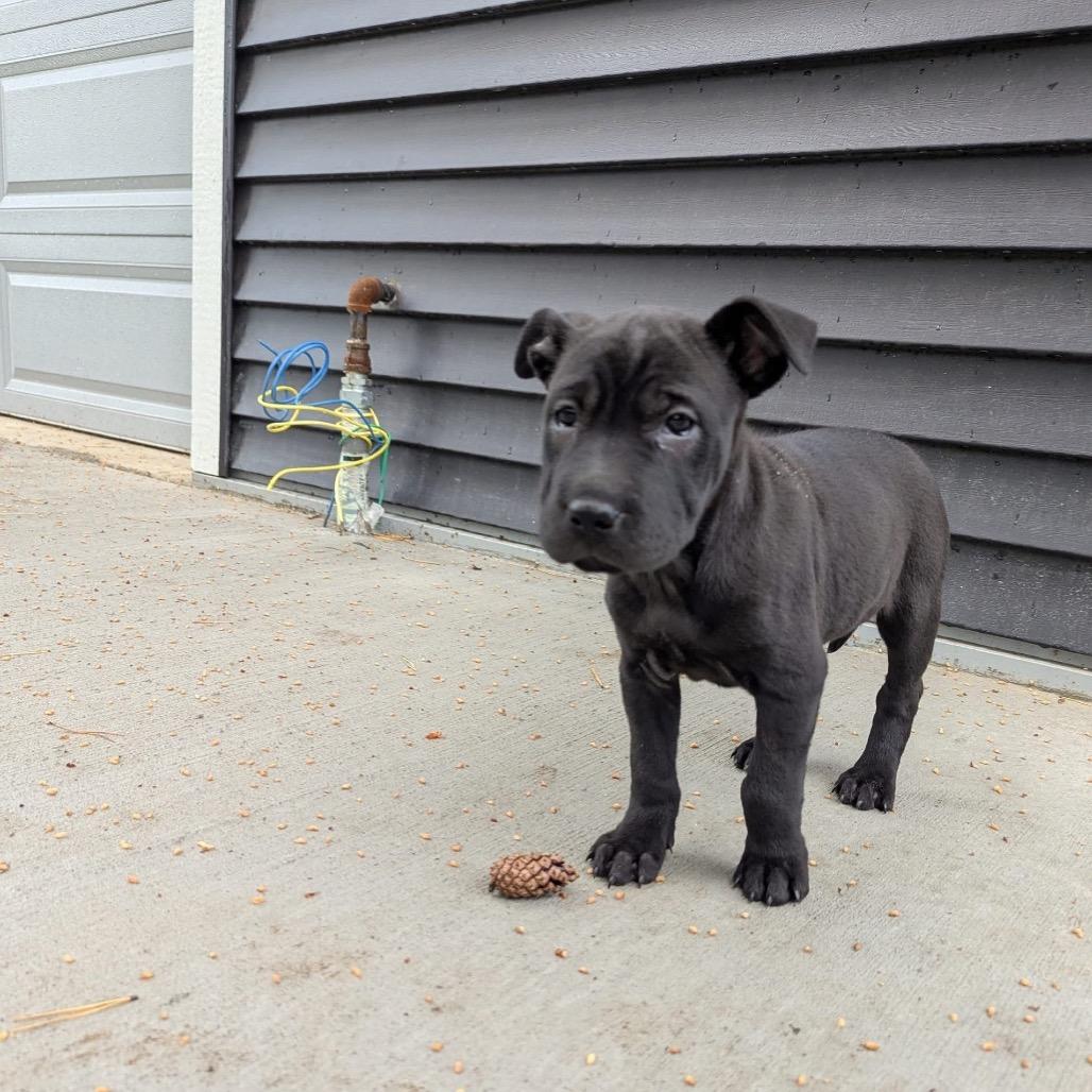 Trixie, a Adoptable mixed breed in Stevens Point, WI image 6/6
