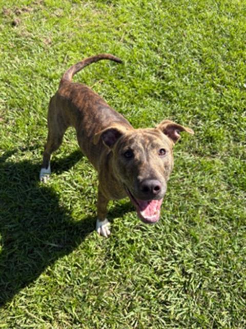 A524052, Adoptable, Young Male Pit Bull Terrier & Mixed Breed.