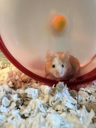 Enlarge Baby Corn, a Adoptable Mouse in Bellingham, WA image 2/2