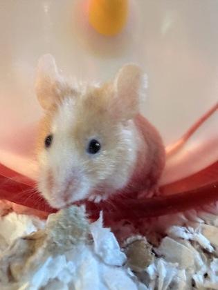 Enlarge Baby Corn, a Adoptable Mouse in Bellingham, WA image 1/2