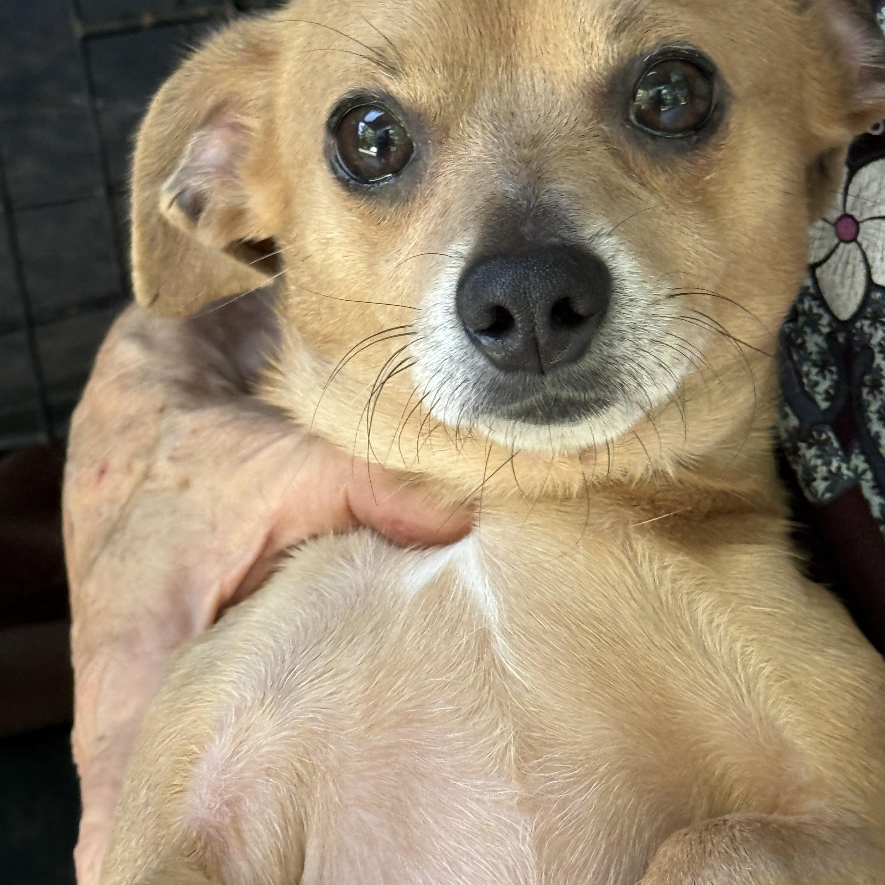 CUDDLES, adopted, Young Male Chihuahua & Dachshund.