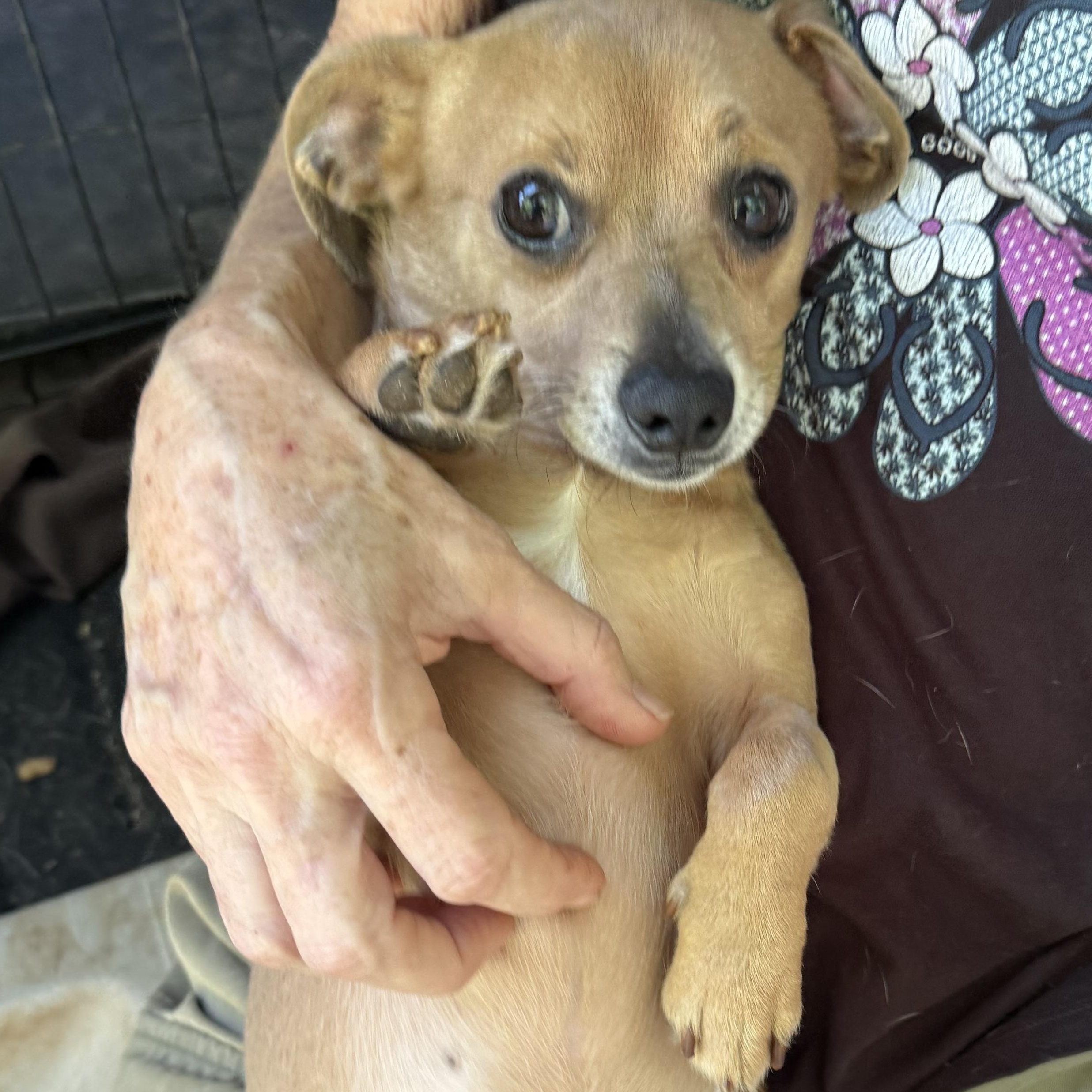 Enlarge CUDDLES, an adopted mixed breed in Stuart, VA image 2/2
