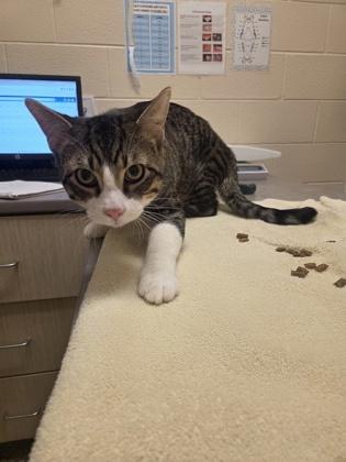 Tiger, Adoptable, Kitten Male Domestic Short Hair & Domestic Short Hair.