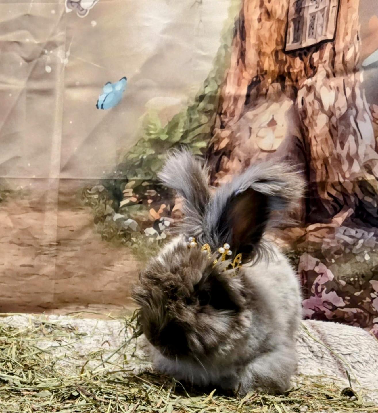 Enlarge Cookie & Wookie, a Adoptable Angora Rabbit in Seminary, MS image 1/5