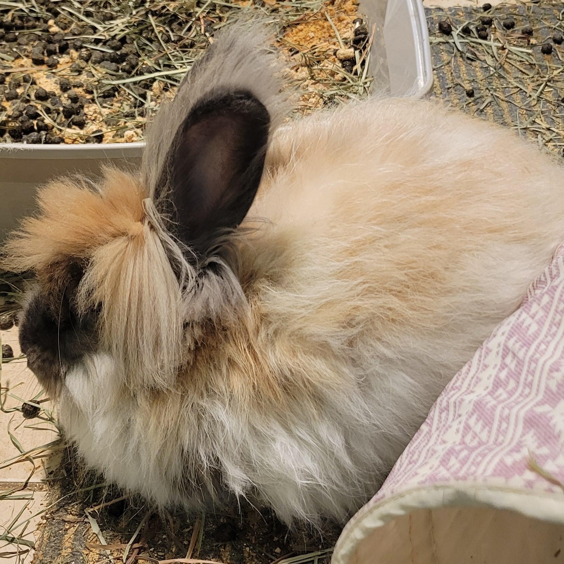 Enlarge Cookie & Wookie, a Adoptable Angora Rabbit in Seminary, MS image 4/5