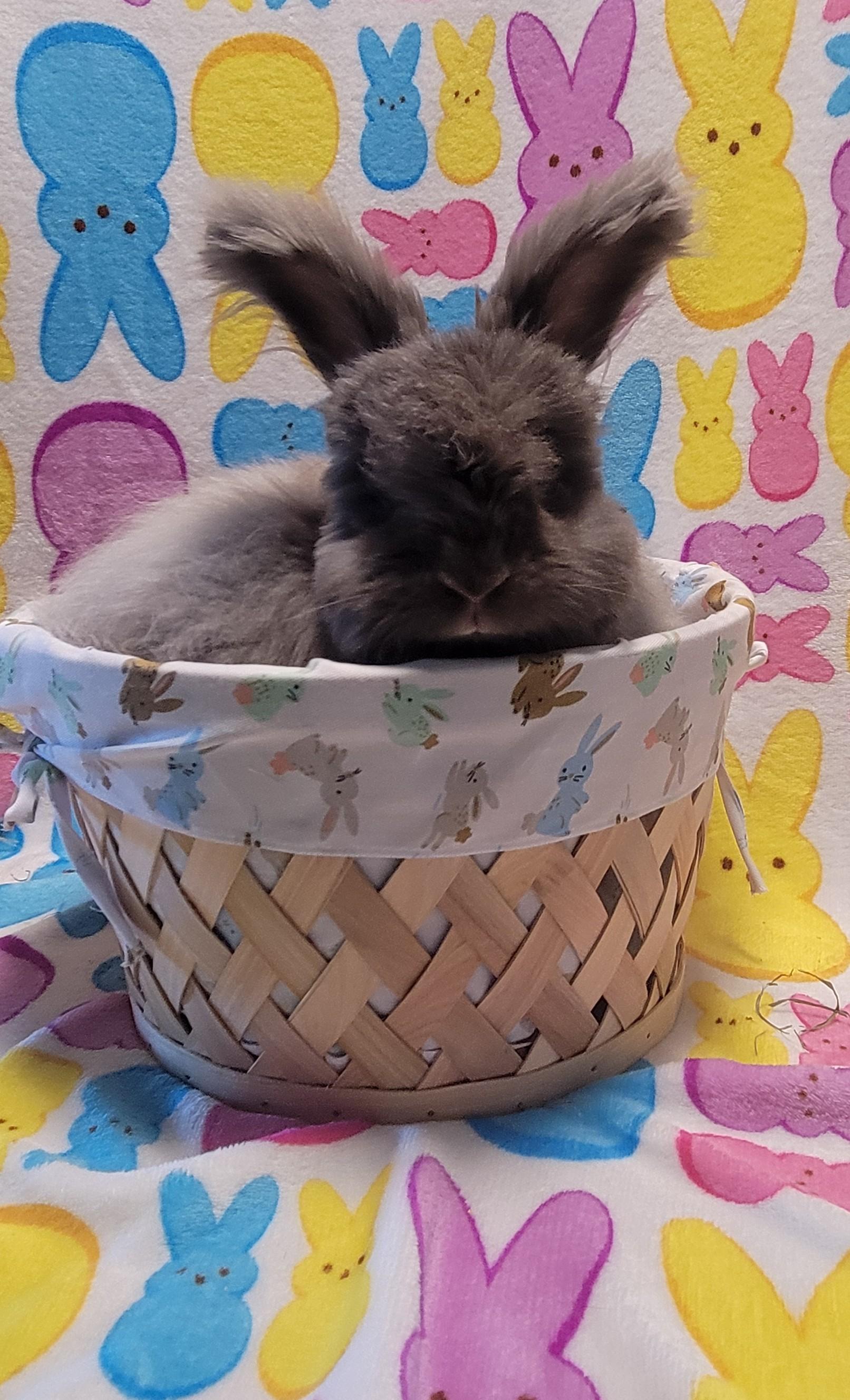 Enlarge Cookie & Wookie, a Adoptable Angora Rabbit in Seminary, MS image 2/5
