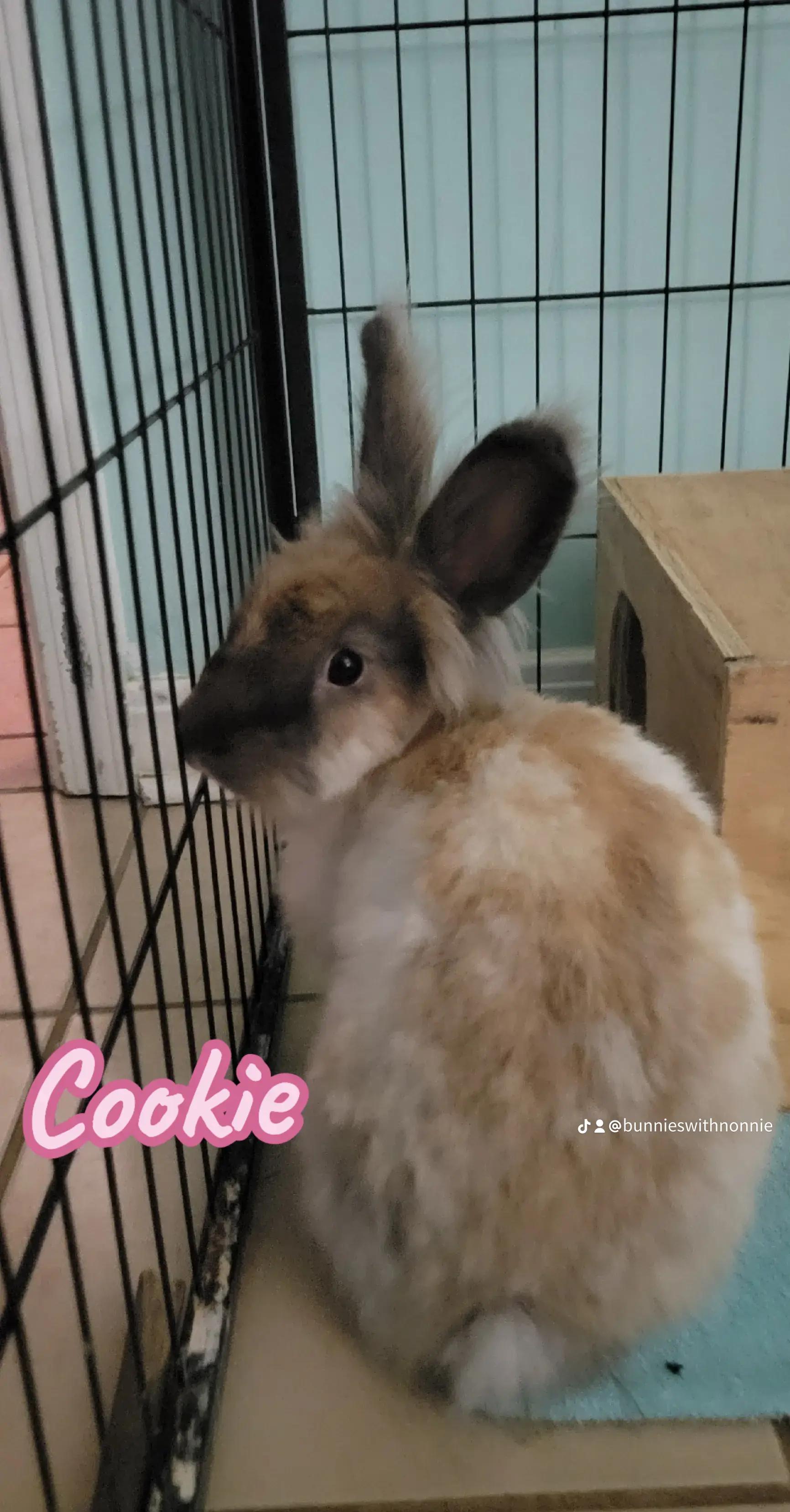 Enlarge Cookie & Wookie, a Adoptable Angora Rabbit in Seminary, MS image 5/5