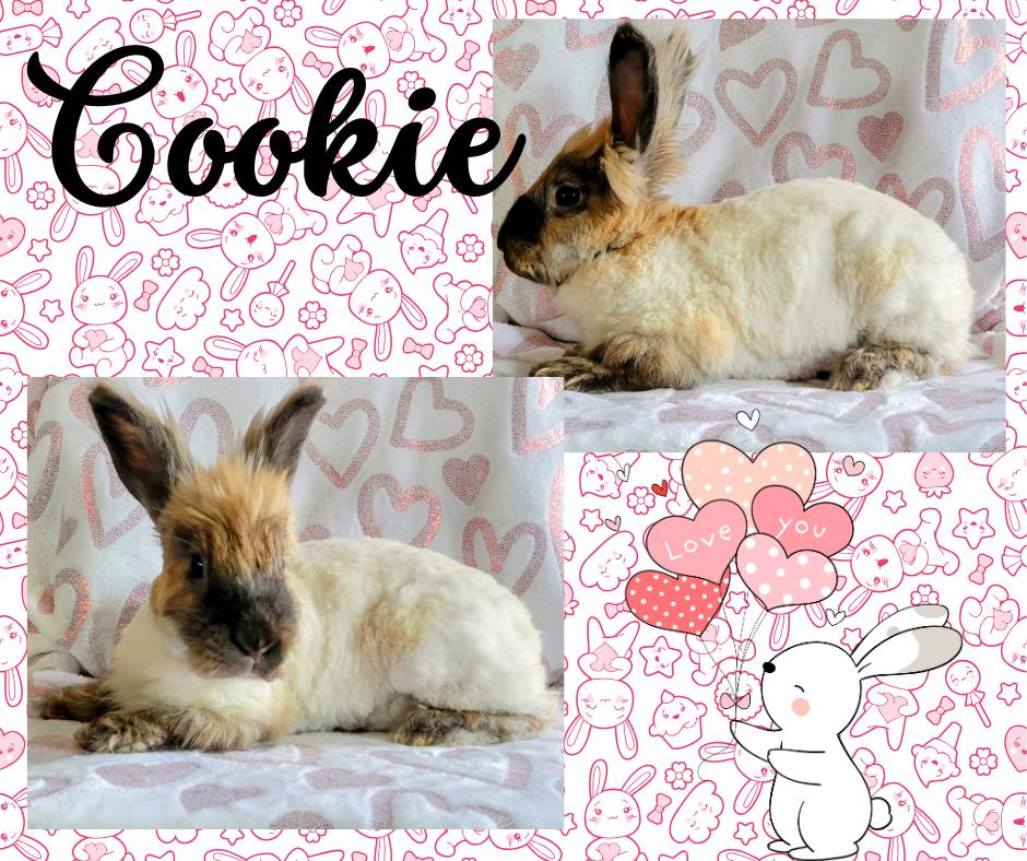Cookie, Young Female Angora Rabbit