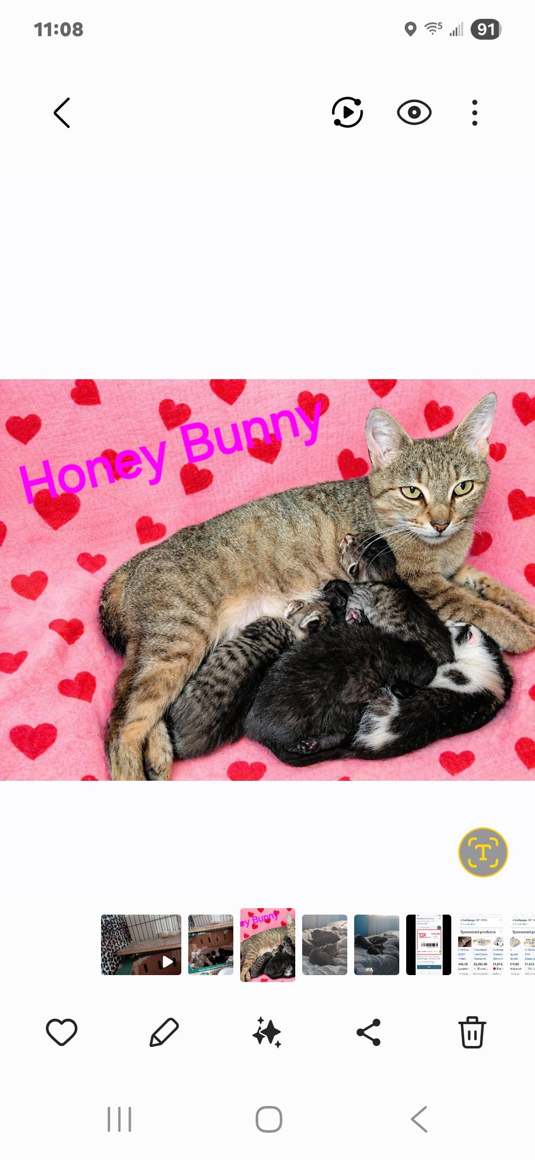 Enlarge Honey Bunny, a ADOPTABLE Domestic Short Hair in Bethpage, NY image 2/2