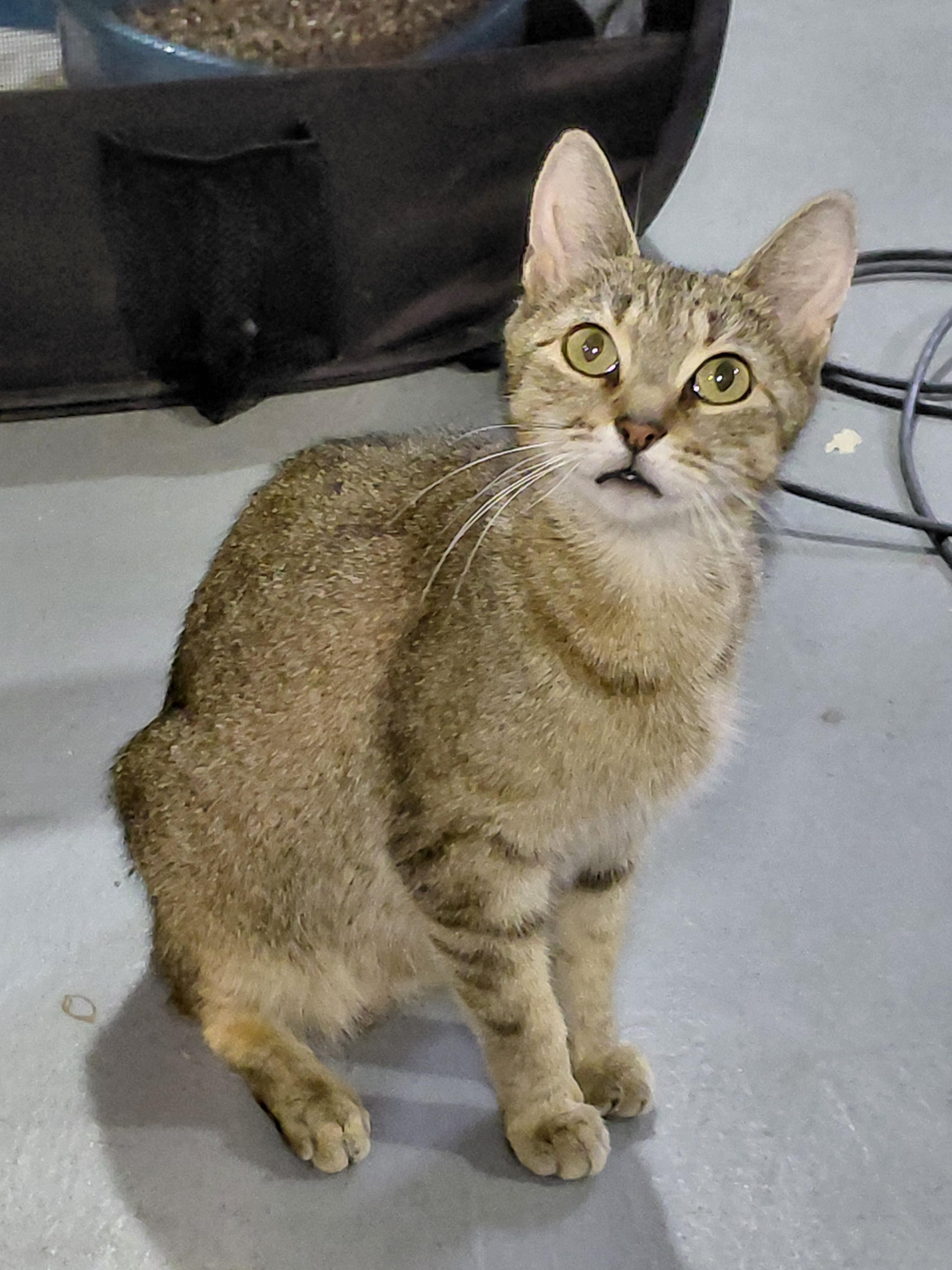 Honey Bunny, a ADOPTABLE Domestic Short Hair in Bethpage, NY image 2/2