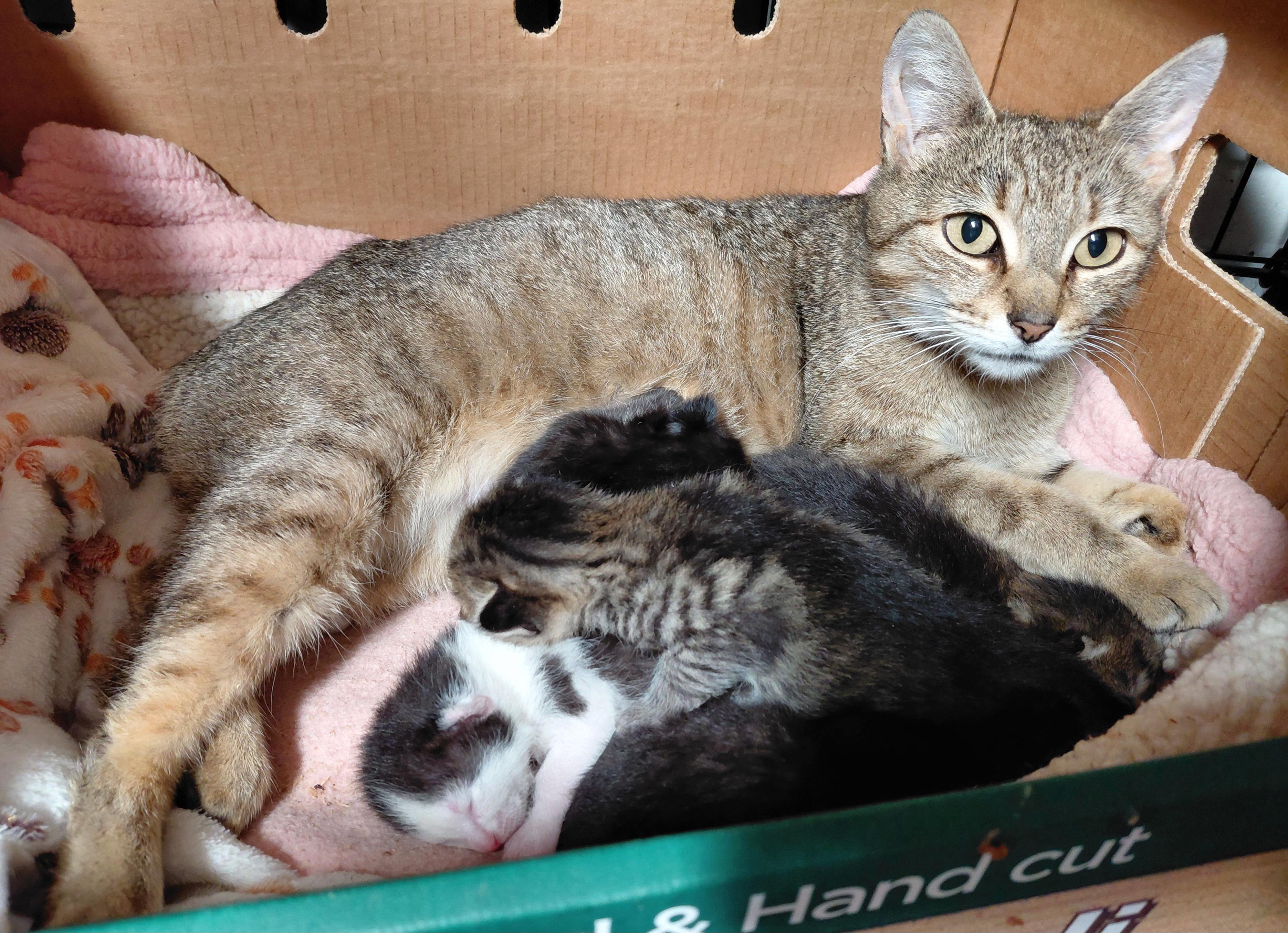 Honey Bunny, ADOPTABLE, Young Female Domestic Short Hair.