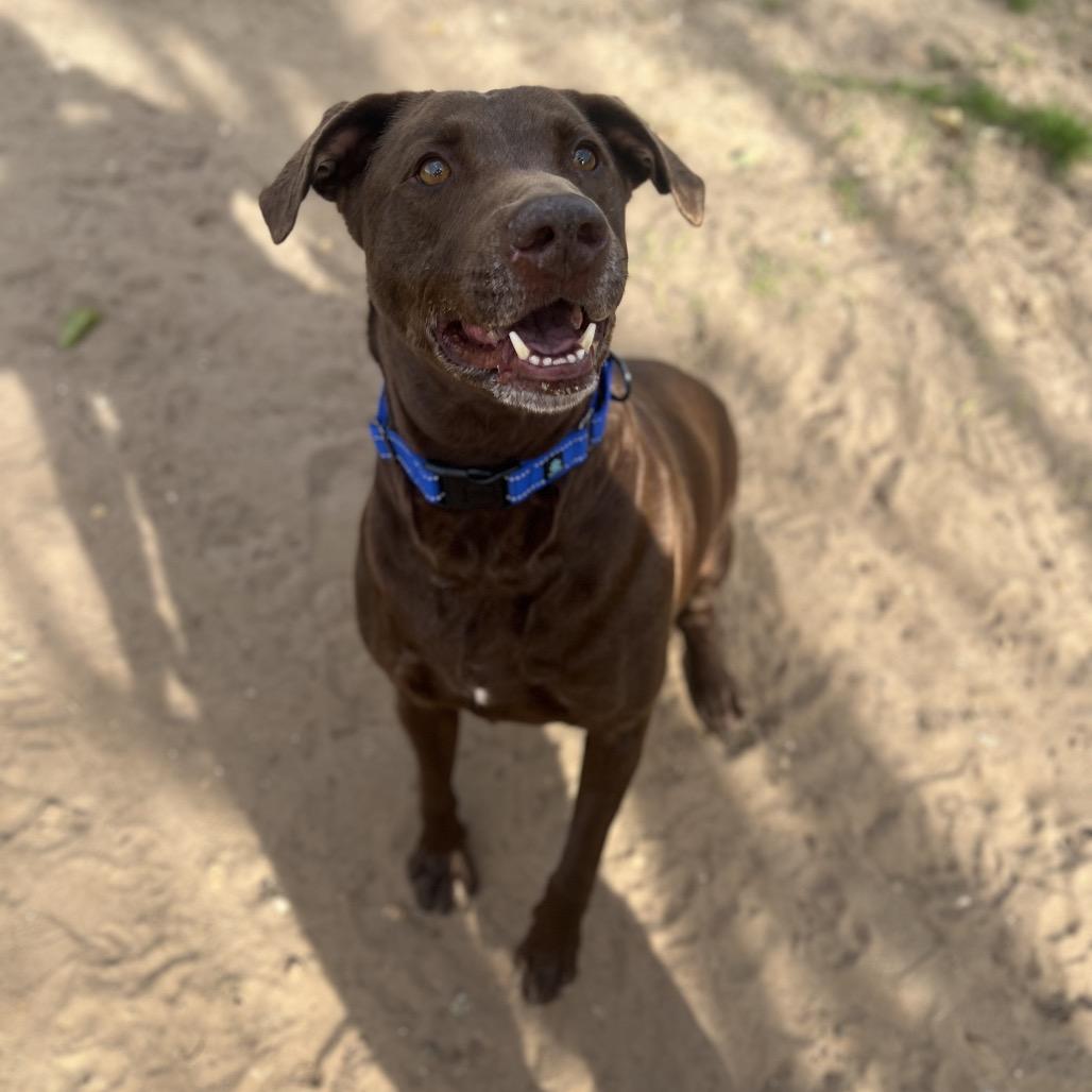 Enlarge Chocolatte, a Adoptable Mixed Breed in Pensacola, FL image 1/1