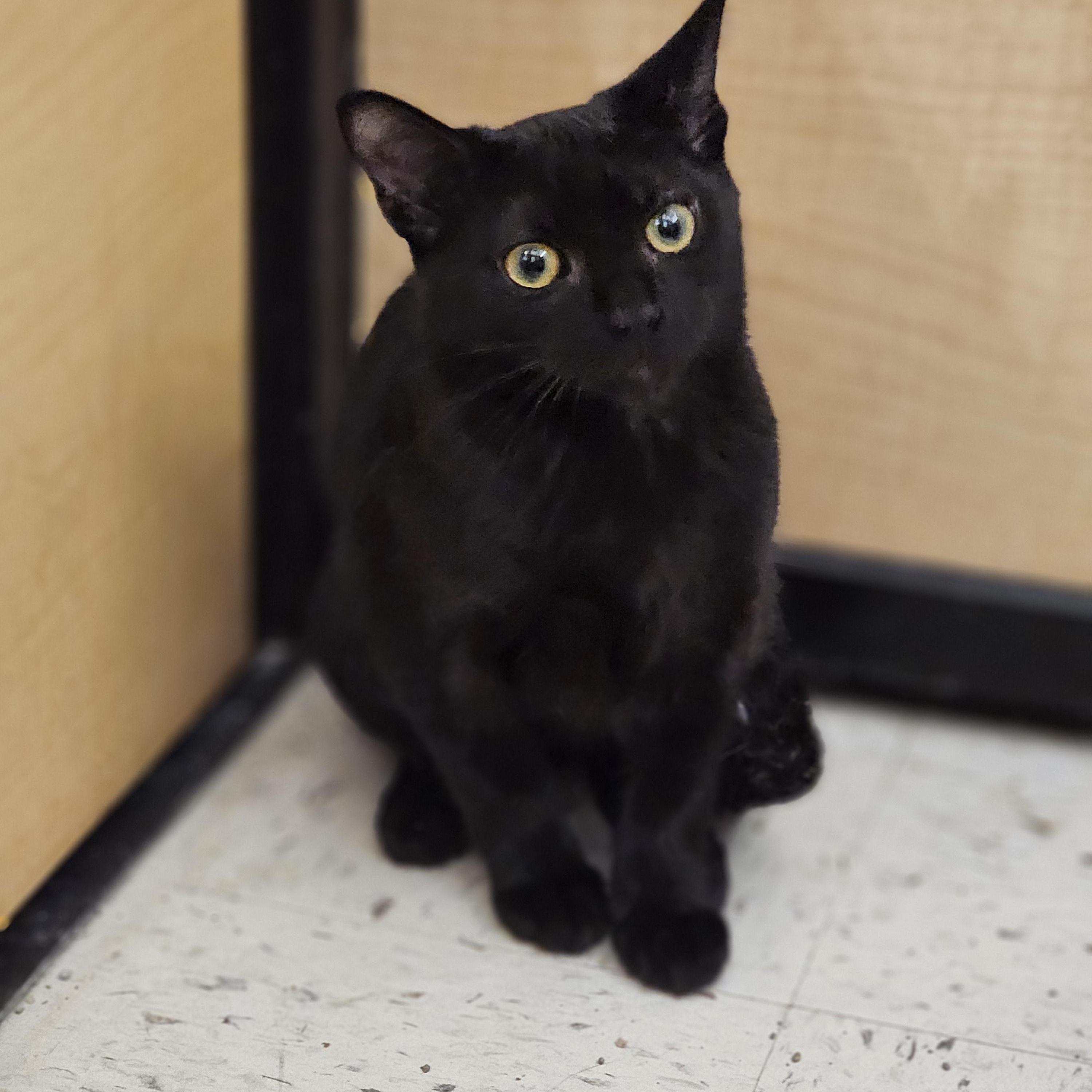 Holly Golightly, a Adoptable Domestic Short Hair in Richmond, VA image 5/5