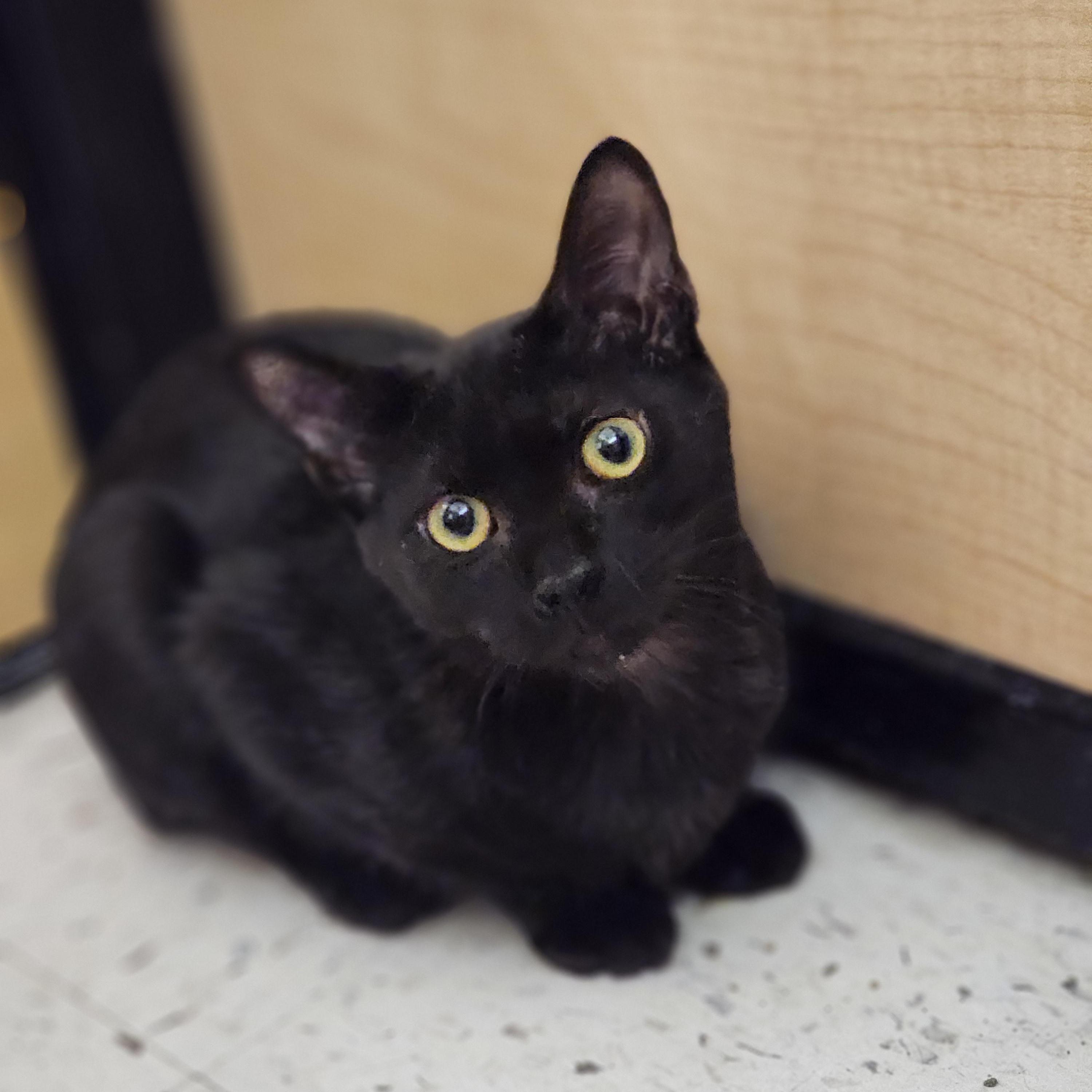 Holly Golightly, a Adoptable Domestic Short Hair in Richmond, VA image 3/5