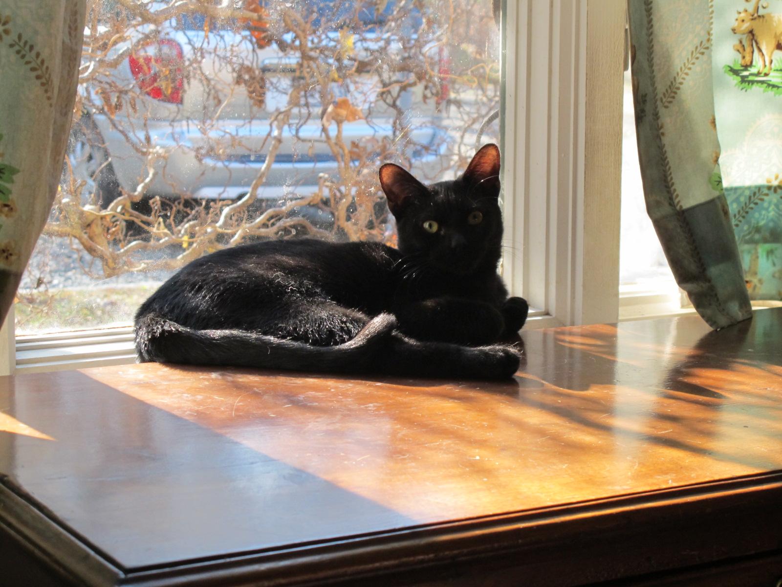 Holly Golightly, a Adoptable Domestic Short Hair in Richmond, VA image 1/5