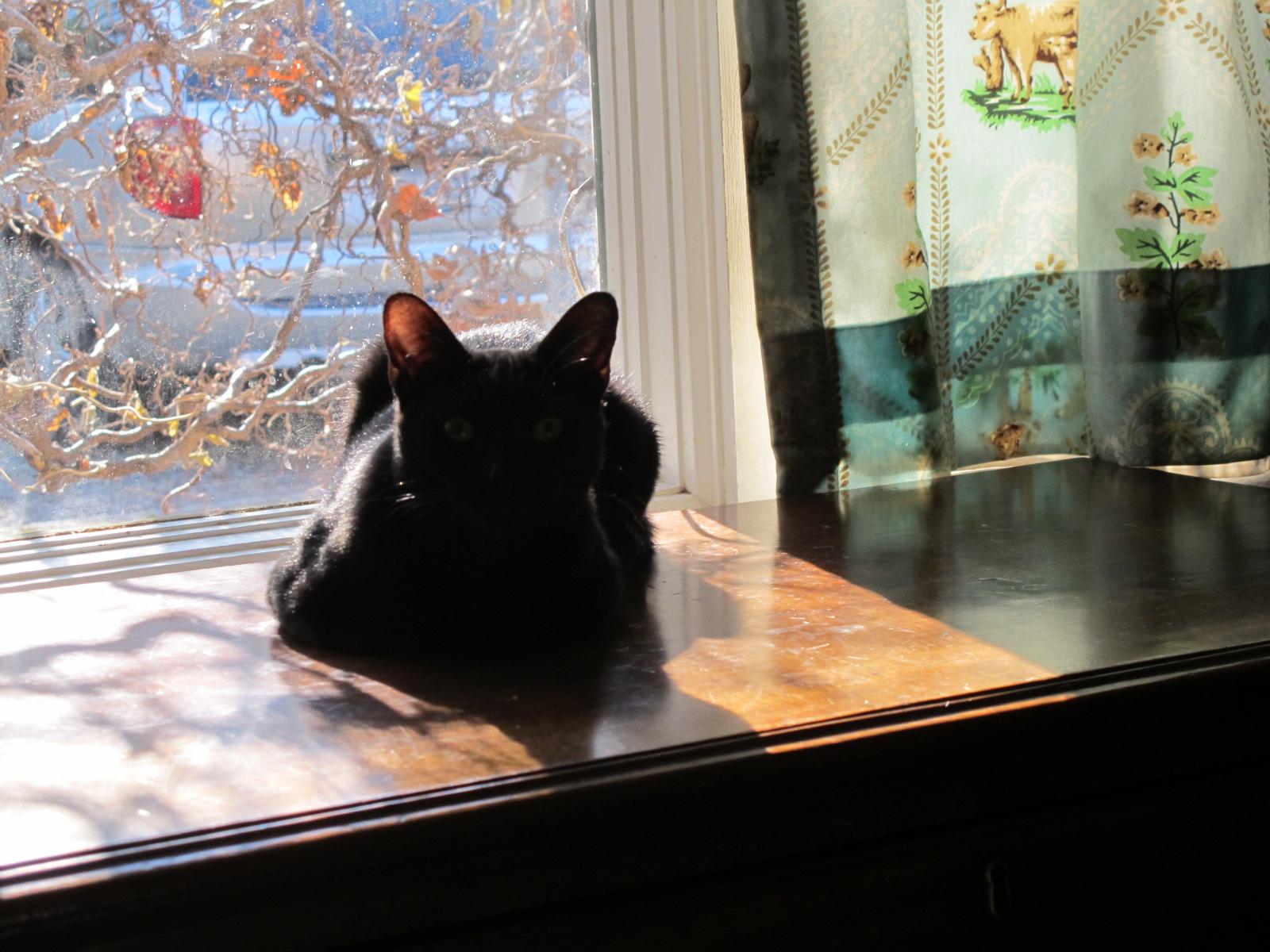 Holly Golightly, a Adoptable Domestic Short Hair in Richmond, VA image 4/5