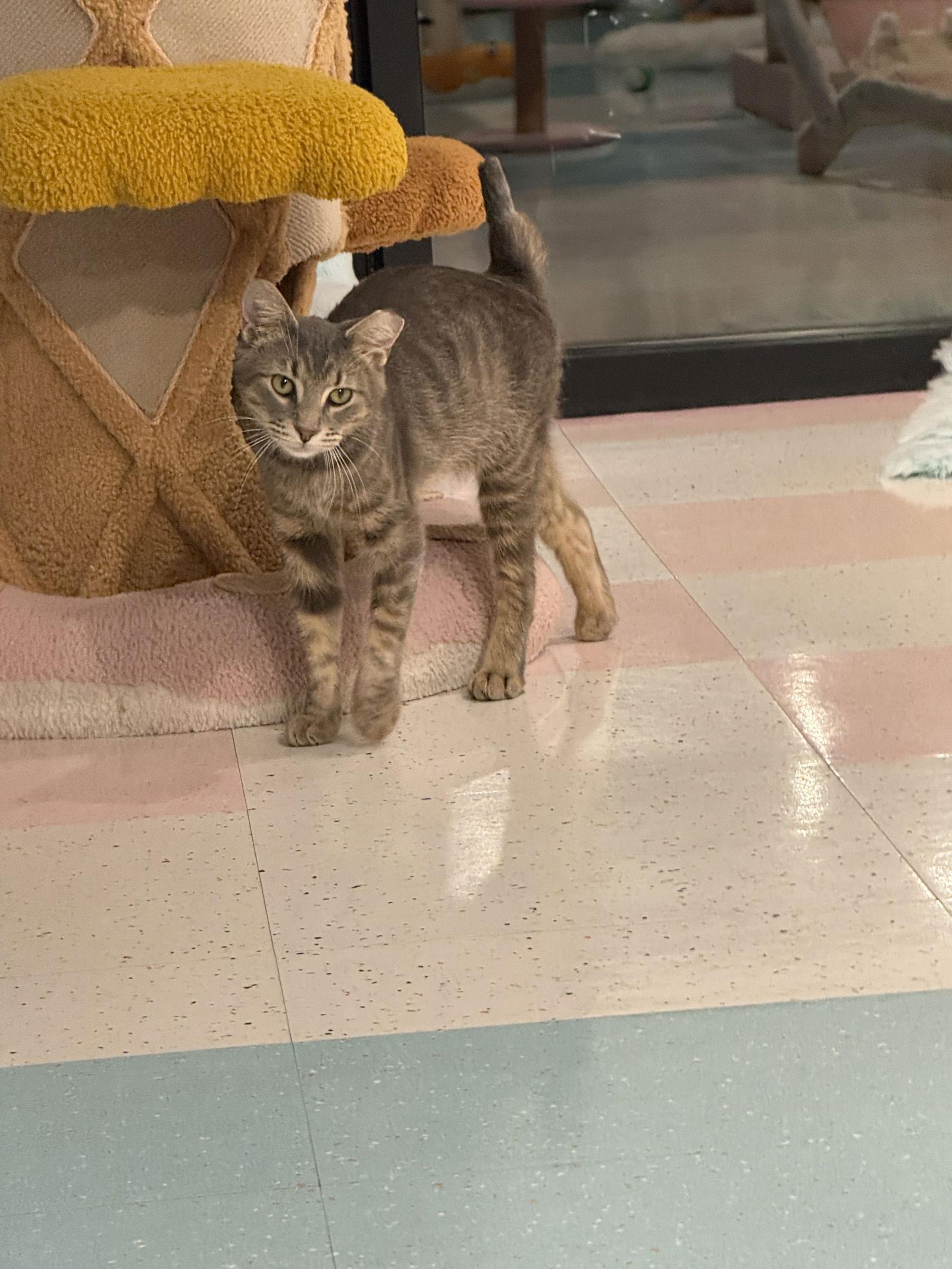 Oswald  Kbc thumbnail 3