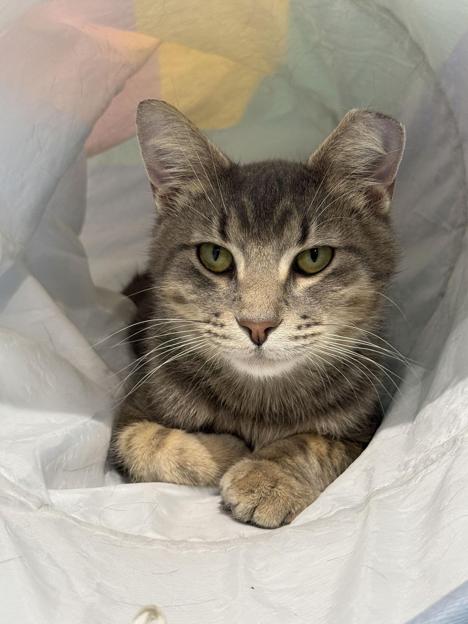 Oswald  Kbc thumbnail 4