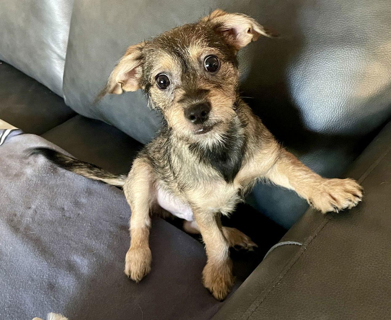 Sweet Oscar, Adoptable, Puppy Male Border Terrier.