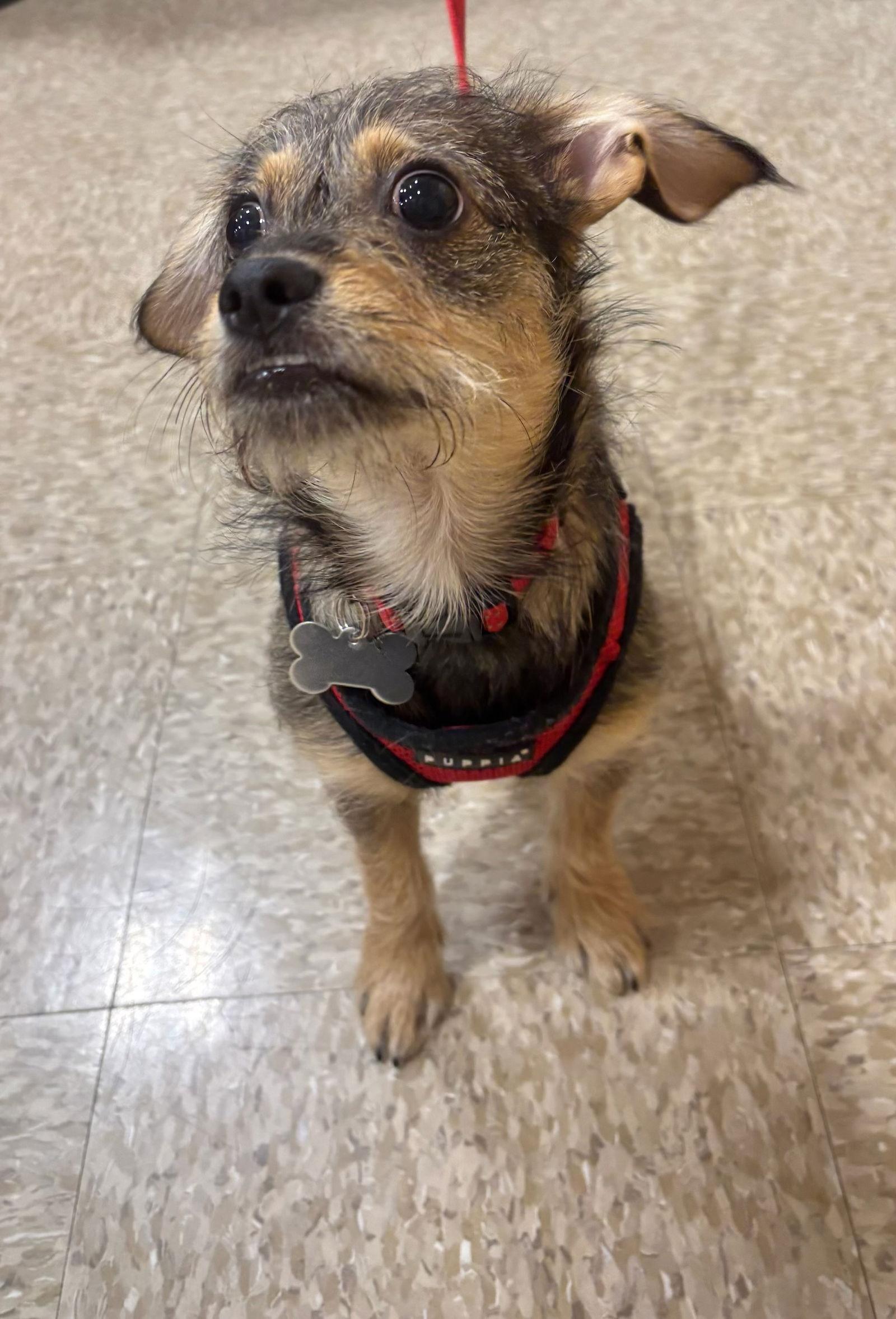 Enlarge Sweet Oscar, a Adoptable Border Terrier in Glendale, AZ image 1/3