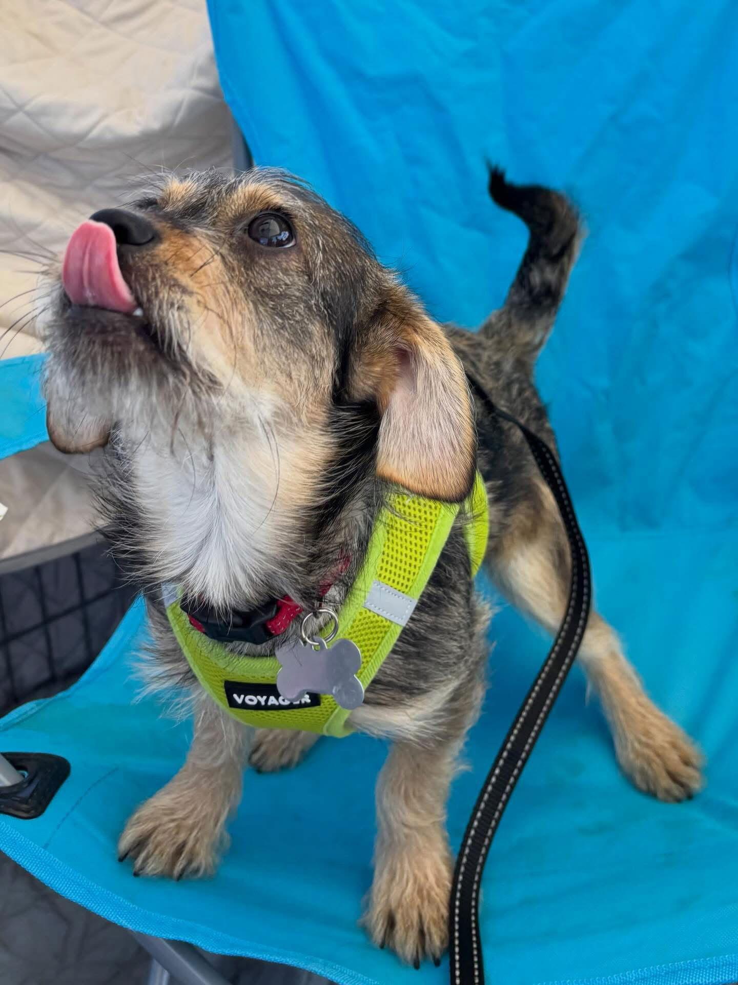 Enlarge Sweet Oscar, a Adoptable Border Terrier in Glendale, AZ image 1/3