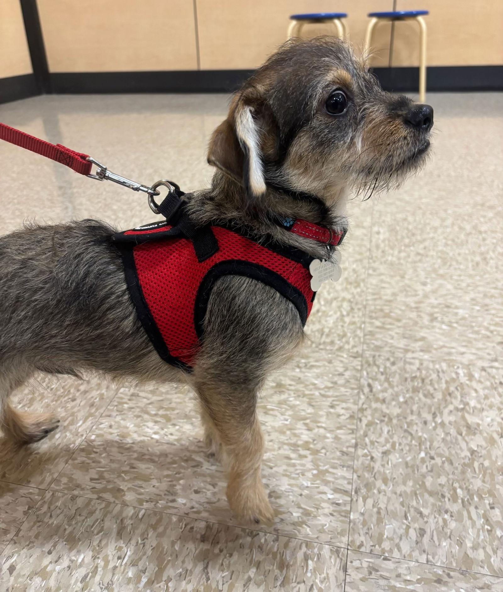 Enlarge Sweet Oscar, a Adoptable Border Terrier in Glendale, AZ image 2/3