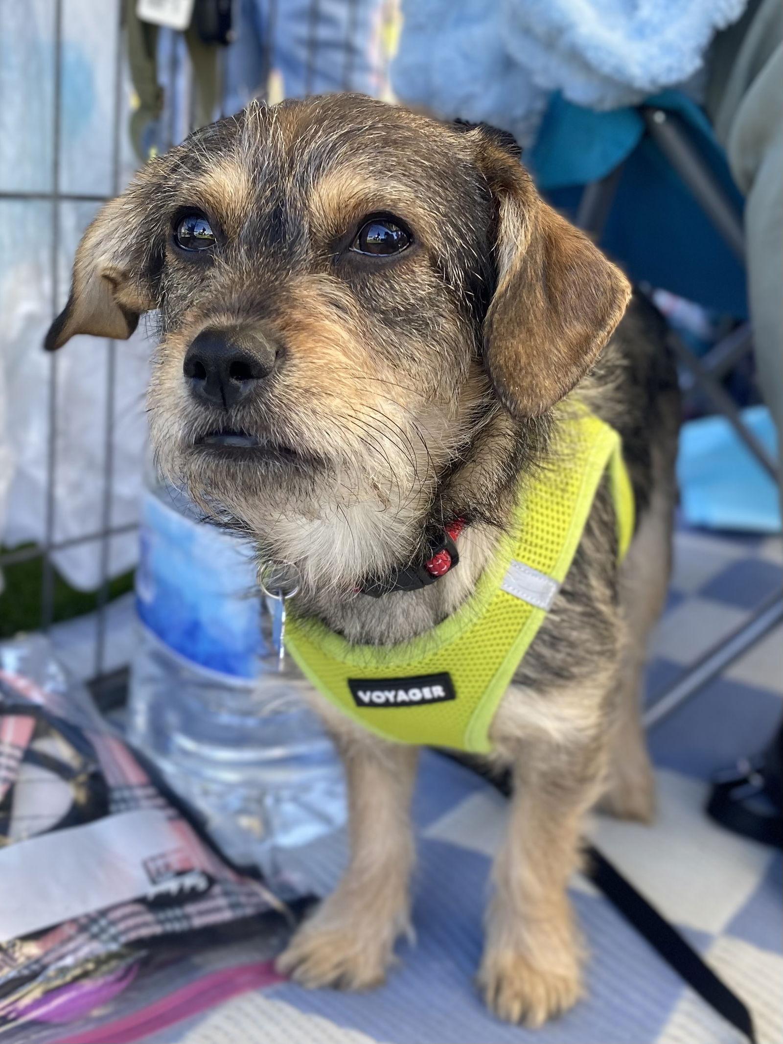 Enlarge Sweet Oscar, a Adoptable Border Terrier in Glendale, AZ image 2/3