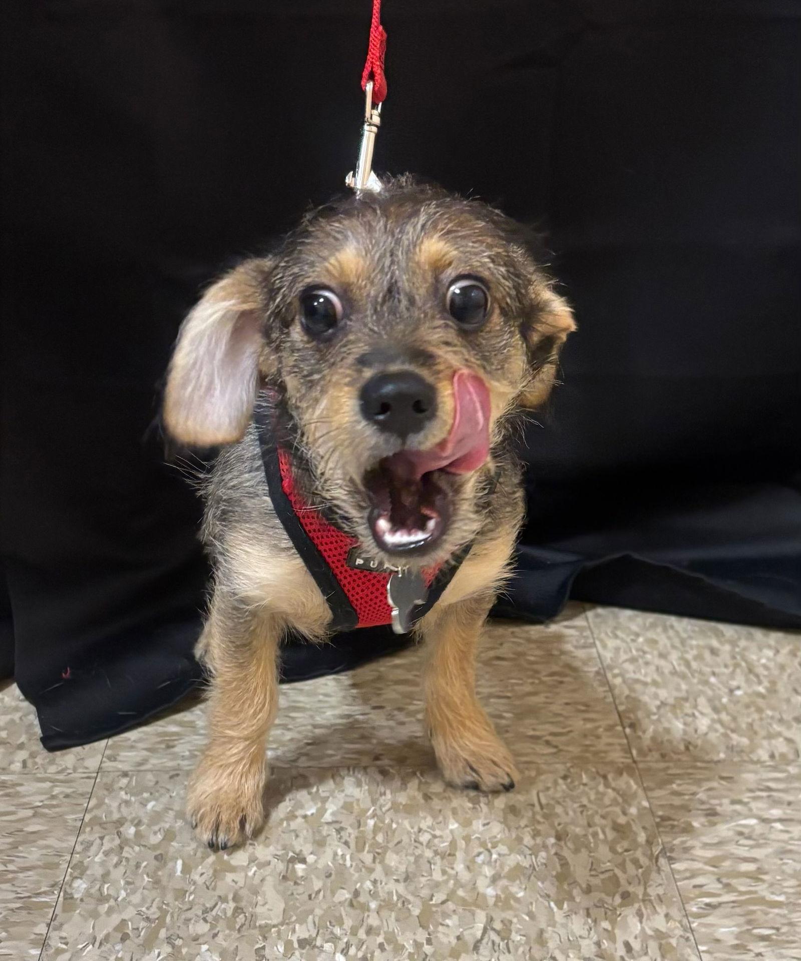 Enlarge Sweet Oscar, a Adoptable Border Terrier in Glendale, AZ image 3/3