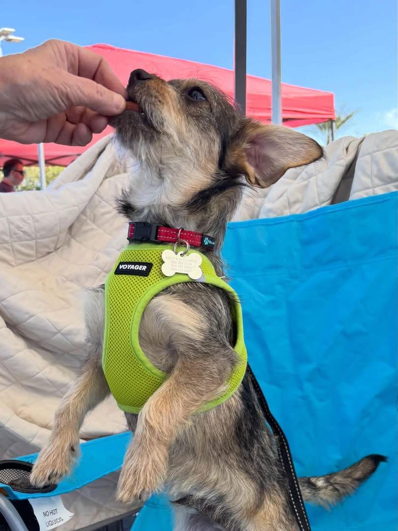 Enlarge Sweet Oscar, a Adoptable Border Terrier in Glendale, AZ image 3/3