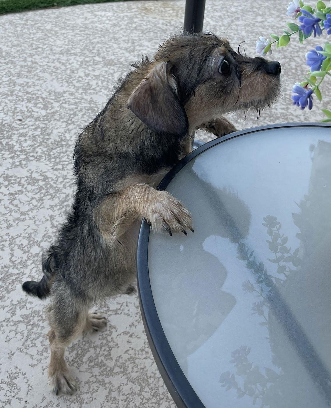 Enlarge Sweet Oscar, a Adoptable Border Terrier in Glendale, AZ image 2/3