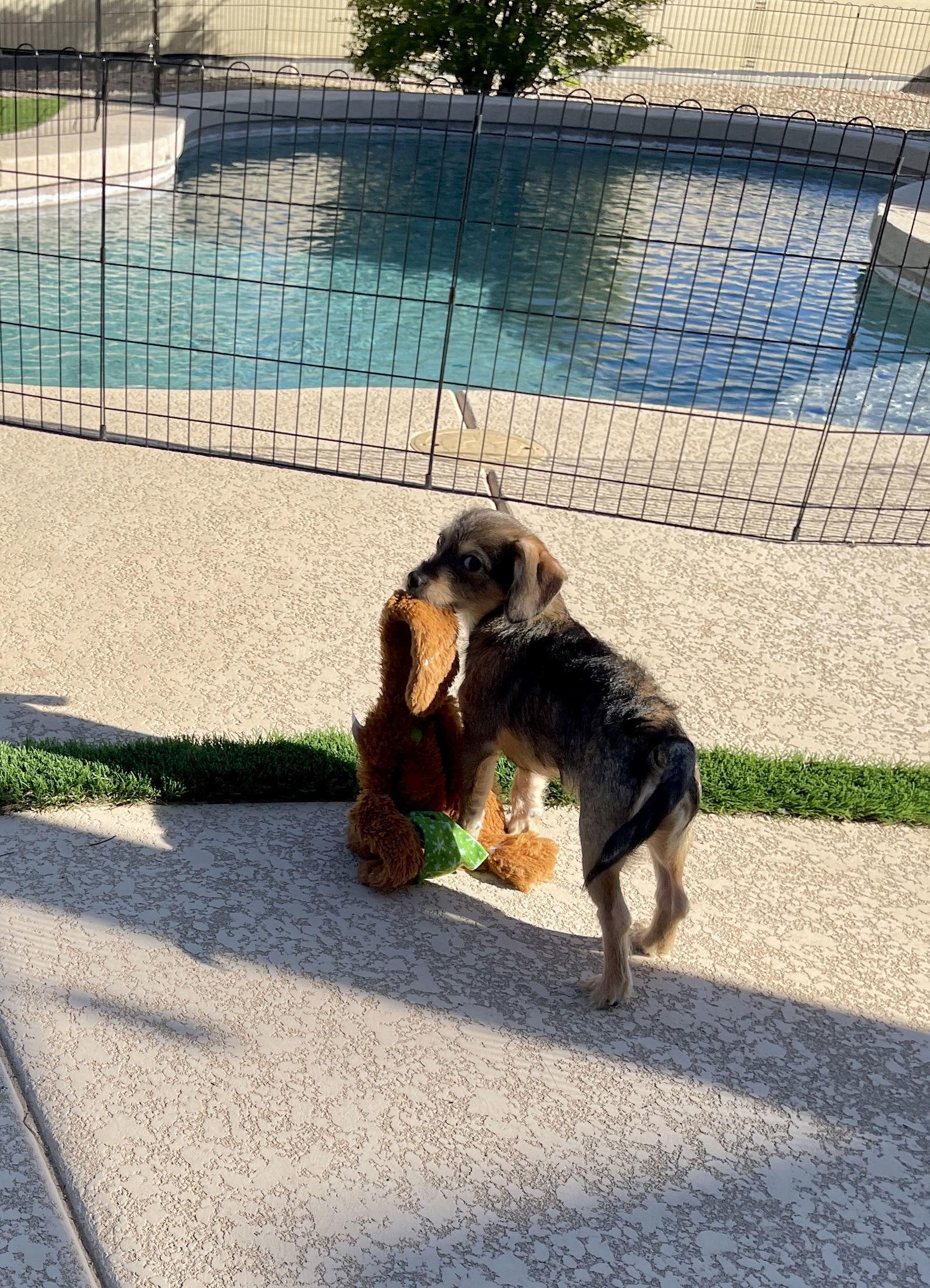Enlarge Sweet Oscar, a Adoptable Border Terrier in Glendale, AZ image 3/3