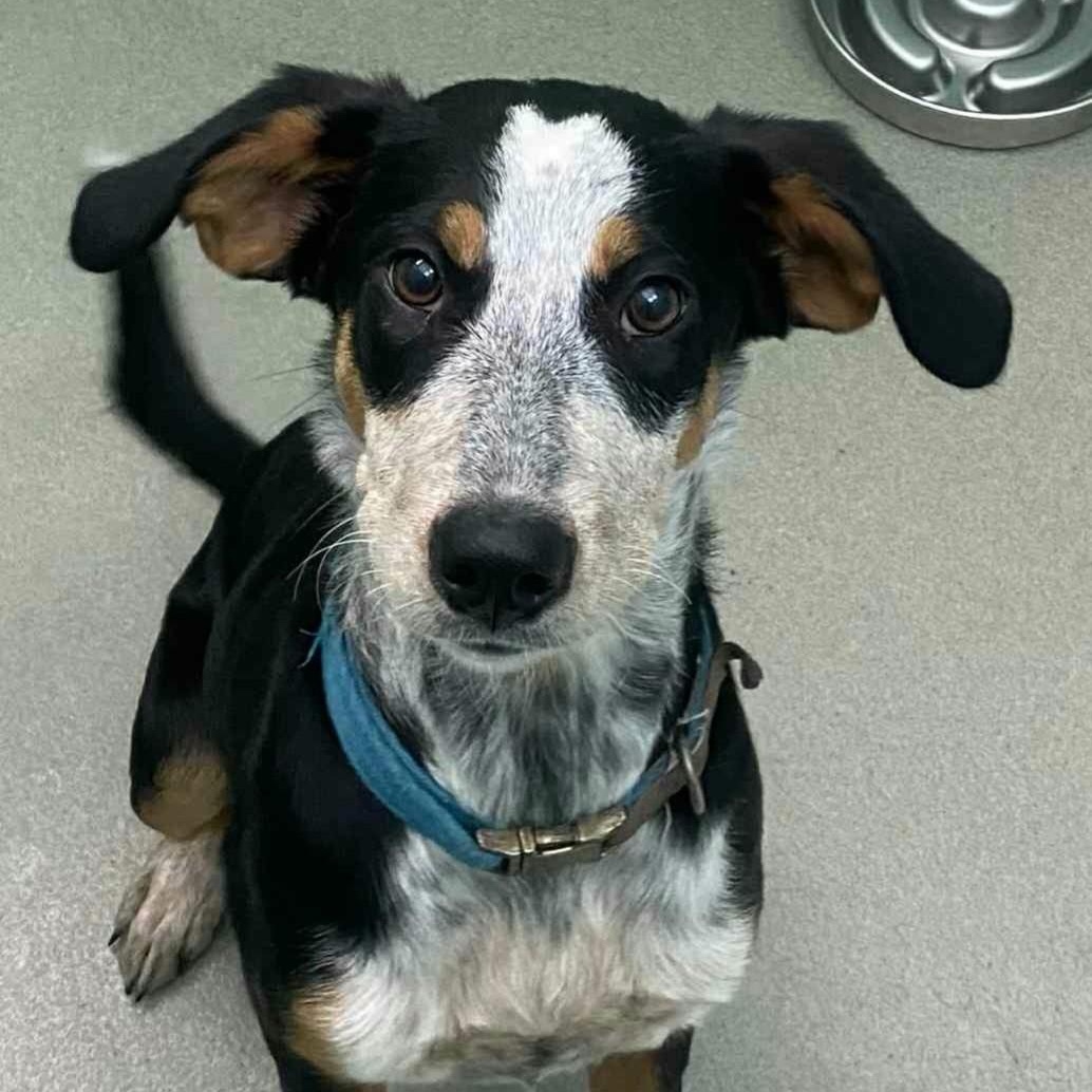 Mae Mae, Adoptable, Young Female Mixed Breed.